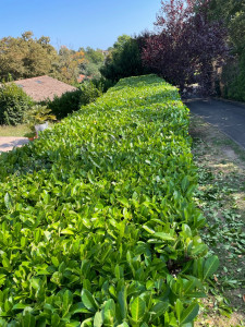 Photo de galerie - Taille de haie