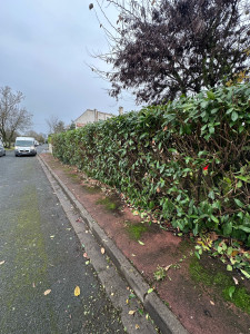 Photo de galerie - Taille de haie 