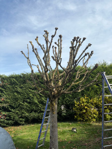 Photo de galerie - Taille de haies et d'arbustes