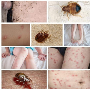 Photo de galerie - Photos de punaises