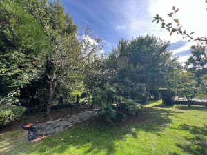 Photo de galerie - Avant élagage d’arbre 