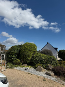 Photo de galerie - Taille de haie 