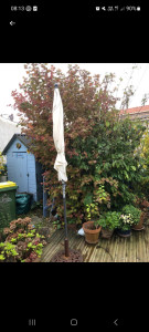 Photo de galerie - Taille de haies et d'arbustes