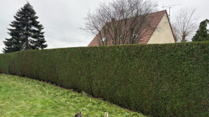 Photo de galerie - Tout type de haies et d’arbustes