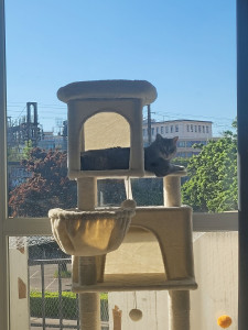 Photo de galerie - Garde de chat 
