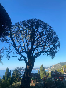 Photo de galerie - Elagage et coupe d'arbres