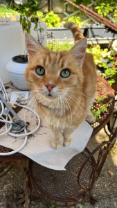 Photo de galerie - Garde chat