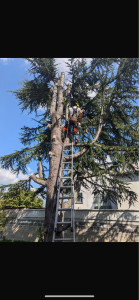 Photo de galerie - élagage 