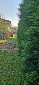 Photo de galerie - Taille de haie avant 