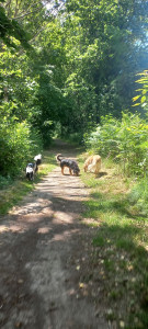 Photo de galerie - En balade