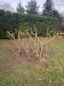 Photo de galerie - Taille