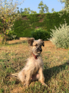 Photo de galerie - Garde animaux