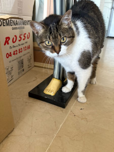 Photo de galerie - Voici pinceau adorable et en demande de câlin constamment, je lui rends visite dès que ça maîtresse par en vacances 