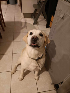 Photo de galerie - Garde chien