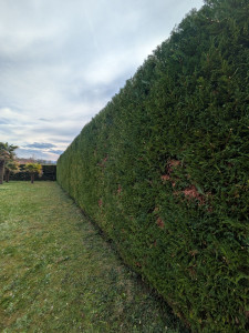 Photo de galerie - Taille d'une haie de Thuya sur Montardon 