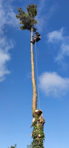 Photo de galerie -  Démontage en grimpe sur un conifère de grande hauteur, avec ébranchage puis découpe du fût en sections sécurisées. Intervention précise et maîtrisée.