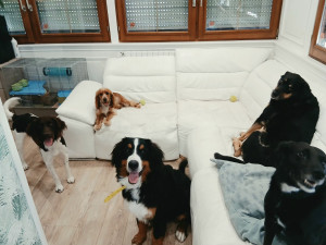 Photo de galerie - Garde chiens