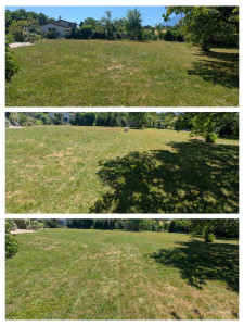 Photo de galerie - Tonte de pelouse - Débroussaillage