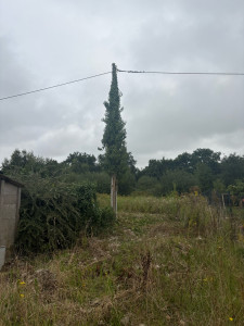 Photo de galerie - Taille de haies et d'arbustes