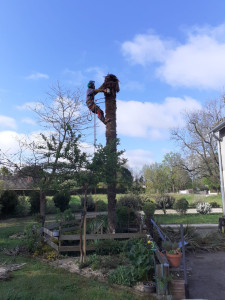 Photo de galerie - Démontage d'un Palmier.
