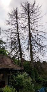 Photo de galerie - Elagage et coupe d'arbres