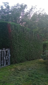 Photo de galerie - Taillée une haie 