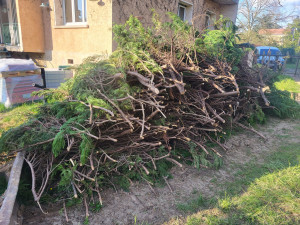 Photo de galerie - Elagage et coupe d'arbres
