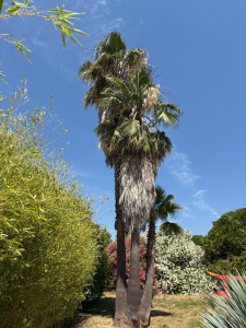 Photo de galerie - Washingtonia filifera 