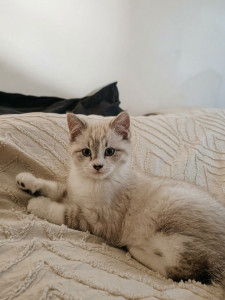 Photo de galerie - Soin aux animaux
