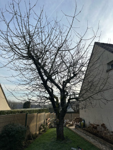 Photo de galerie - Elagage et coupe d'arbres