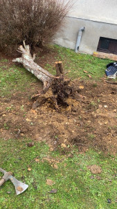 Photo de galerie - Arrachage de souches 