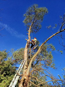 Photo de galerie - Abattage d'un eucalyptus avec évacuation des branches et du bois 