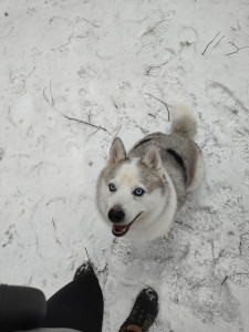 Photo de galerie - 
Mon chien peut être l'ami du votre lors d'un séjour de gardiennage à mon domicile