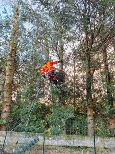 Photo de galerie - élagage de haie  