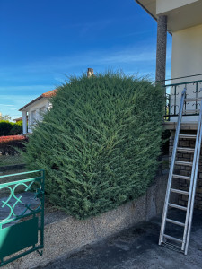 Photo de galerie - Taille de haies et d'arbustes
