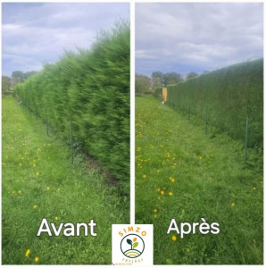 Photo de galerie - Haie rabaissée et remise en forme, silhouette homogène et plus esthétique à l’ensemble.