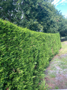 Photo de galerie - Taillage de haies et rabaissement de haies