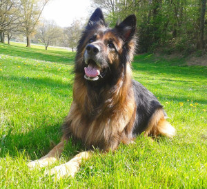 Photo de galerie - Garde chien