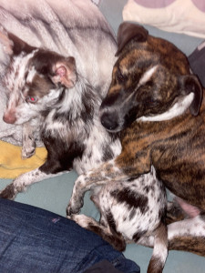 Photo de galerie - Garde de Arlo, croisé jack de 2 ans pendant deux semaines 