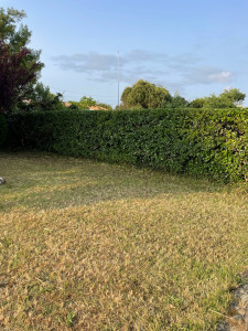 Photo de galerie - Taille de haies 