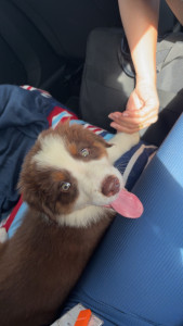 Photo de galerie - Garde quotidienne de mon petit chiot Nacho 