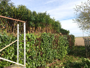 Photo de galerie - Rabattage de haie 