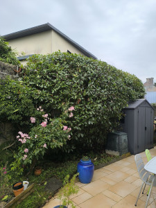 Photo de galerie - Taille d'arbuste 