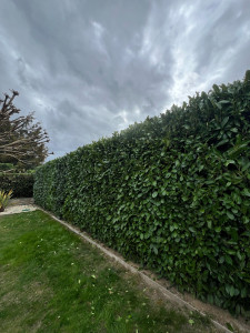 Photo de galerie - Taille de haies et d'arbustes