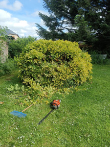 Photo de galerie - Taille de haie buisson avec ou sans évacuation 
