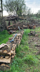 Photo de galerie - Arbre déracinés 