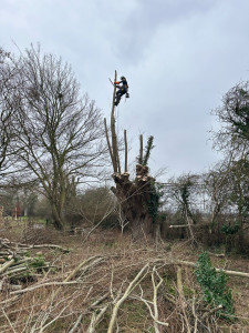Photo de galerie - Coupe tête de chat sol