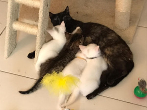 Photo de galerie - Accueil d'une famille dans le cadre d'une association 