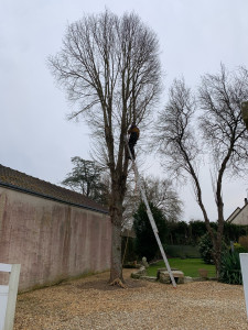 Photo de galerie - Suppression d’un arbres avec rognage de la souche 