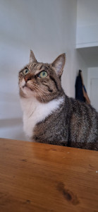 Photo de galerie - Ficelle, chatte que j'ai gardé, adorable